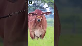 Red big cow shortvideoshortsshort [upl. by Yelyr946]