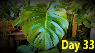 Monstera Deliciosa Propagation Comparison Update 2  LECA Coco Coir amp Perlite Pumice Water [upl. by Sisak]