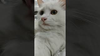 Mood😇 toom ♥️ youtube catcomedy cat funnycatsanddogsnew2023 funnycomedy catvideos shorts [upl. by Yedsnil712]