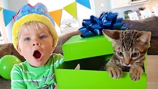 BIRTHDAY KITTEN SURPRISE  Ollie’s 3rd Birthday Special [upl. by Vocaay794]