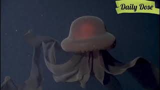 An extraordinary deepsea sighting The giant phantom jelly fish [upl. by Hara334]