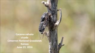 Cacama valvata cicada Cimarron National Grasslands [upl. by Eimile]