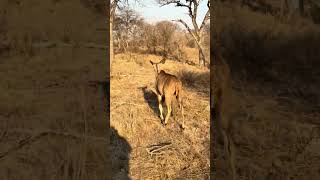 Thrilling Safari Drive at Kapama Safari Lodge [upl. by Selrahc473]