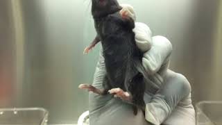 Mice intramuscular injection [upl. by Cassius]