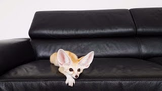 Training a Fennec Fox to Lie Down [upl. by Dam]