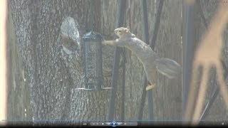 Squirrel Buster Mini Bird Feeder Review [upl. by Nnyla]