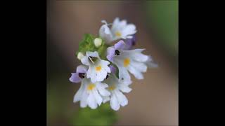 Eyebright Euphrasia  Eye Fatigue Clearing Sinuses Eustachian Tubes Vertigo Inflammation [upl. by Nilahs94]