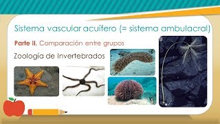 Sistema Vascular Acuífero Crinoidea  BiologíaXXI [upl. by Parette]