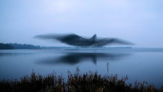 Natures Mystery Watch the Hypnotic Dance of a Starling Murmuration [upl. by Arim14]