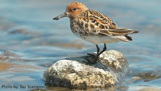 SpoonBilled Sandpiper 2  BDI Citizen Scientist Hour 23  Lenna Lappo amp Zhenya Syroechovski [upl. by Caressa]