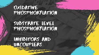 Oxidative phosphorylation  Substrate level phosphorylation  Inhibitors and Uncouplers [upl. by Reddy]