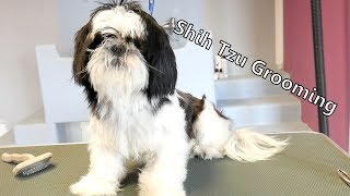 Grooming Guide  Lets groom Shih tzu 47 [upl. by Bromley]