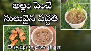 Easiest way to grow ginger  ఇంట్లో అల్లం సులువుగా ఎలా పెంచాలి [upl. by Areip894]