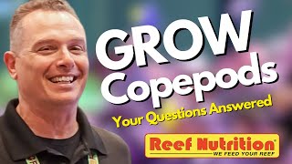 How to Culture Copepods Easy Your Questions Answered by an Expert [upl. by Treacy]