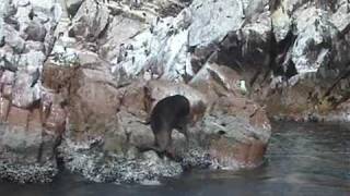 Ballestas islands Peru [upl. by Halyk]