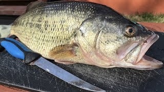 How To Fillet a Bass Like a Pro  Boneless Bass No Gutting  Step by Step [upl. by Selmore]