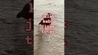 Jalak kebo jinak total fypシ゚viral birds [upl. by Adnilram]