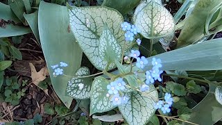 Brunnera macrophylla “Jack Frost” Siberian Bugloss [upl. by Silvestro]