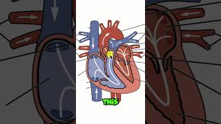 Heart Anatomy QUIZ 🐧🫀 nursingstudent anatomyandphysiology heart emtstudent [upl. by Adnyleb138]