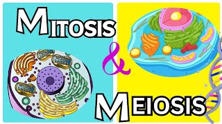 Mitosis vs Meiosis From grade 9th to 12th [upl. by Athiste]