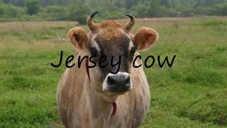 How to Pronounce Jersey cow [upl. by Ahsemit643]