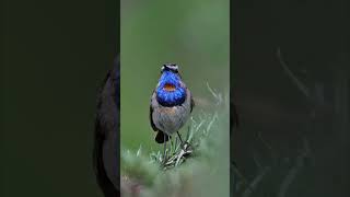 Bluethroat birds nikonwildlife wildlife wildlifephotoghraphy nature birdslover birdsounds [upl. by Anivla800]