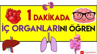 İÇ ORGANLARIMIZIN GÖREVLERİ  ANİMASYONLU  ÖZET BİLGİ [upl. by Kornher]