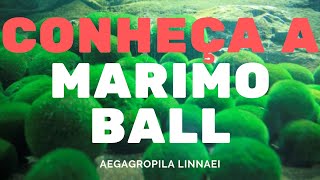 Conheça a Marimo Ball  Plantas de Aquário [upl. by Christensen202]