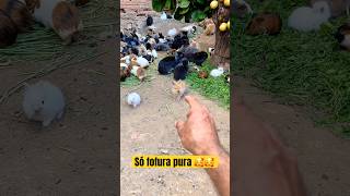 Ele é só fofura pura 🥰🥰 coelho pets pet bichinhos petrabbit [upl. by Korfonta]