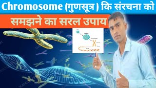 गुणसूत्र की संरचना  Structure of chromosomes [upl. by Willa]