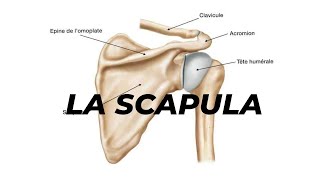 LA SCAPULA [upl. by Tillford155]