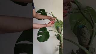 lets propagate monstera monstera propagate plants soil water roots areal cutting plants [upl. by Nrublim]