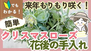 【クリスマスローズの花後の手入れ💐】来年も花をたくさん咲かせるコツ【ガーデニング】【園芸】 [upl. by Eardna243]