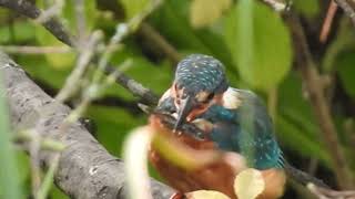 Watch as the Regents Canal Kingfisher catches and dispatches a fish [upl. by Terrijo]