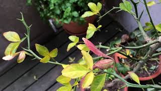 CITRUS TRIFOLIATA 1  Poncirus Trifoliata Deciduous Hardy Orange Tree in Autumn Colors [upl. by Nunciata]