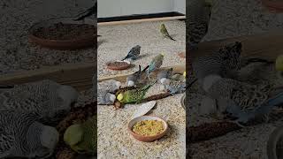 Snacking Time for our Budgies [upl. by Sarge]