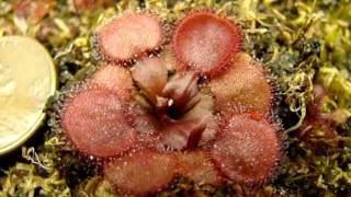 Drosera falconeri Petiolaris Sundew [upl. by Peggie]