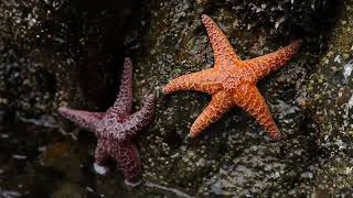 The Starfish Parable Inspiring Hope with Starfysh [upl. by Obla703]