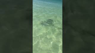 Stingray on isla contoy 🇲🇽 Mexico [upl. by Ila133]