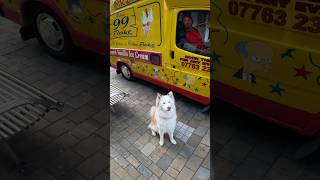 Interactions with my dog youtubeshorts viral pets icecream dogshorts beautiful fyp [upl. by Teillo681]