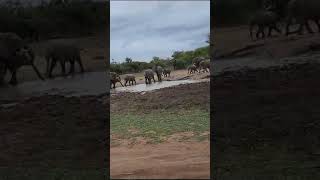 The Best Elephant Sighting Youll See Kruger National Park [upl. by Eamaj191]