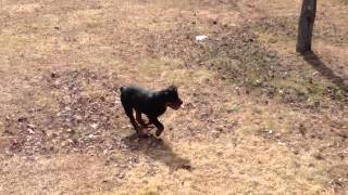 Rottweiler hip dysplasia yes or no [upl. by Cone882]