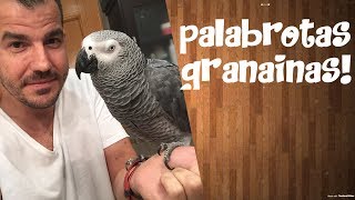 Loro Yaco dice PALABROTAS GRANAINAS 2ª PARTE ¡¡ y MUCHO MAS¡ [upl. by Idyh860]