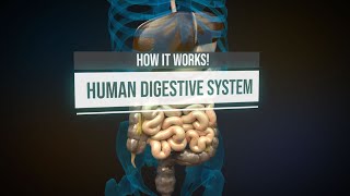 Human digestive system  How it works Animation [upl. by Marcille855]