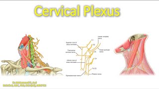 Cervical Plexus made easy [upl. by Clim586]