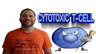 Cytotoxic Tcell activation [upl. by Vergos376]