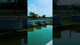 Suasana pemandangan di tempat pembibitan ikan [upl. by Enrev]