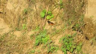 MVI 0091 Yellowbreasted Greenfinches foraging Dehradun Rajaji Chilla range 171124 eve [upl. by Alik940]