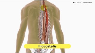 Trigger Point Anatomy Tutorial  Erector Spinae Muscles [upl. by Rahab94]