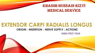 EXTENSOR CARPI RADIALIS LONGUS  ORIGIN  INSERTION  NERVE SUPPLY  ACTIONS  KHRMS ANATOMY [upl. by Eenerb]